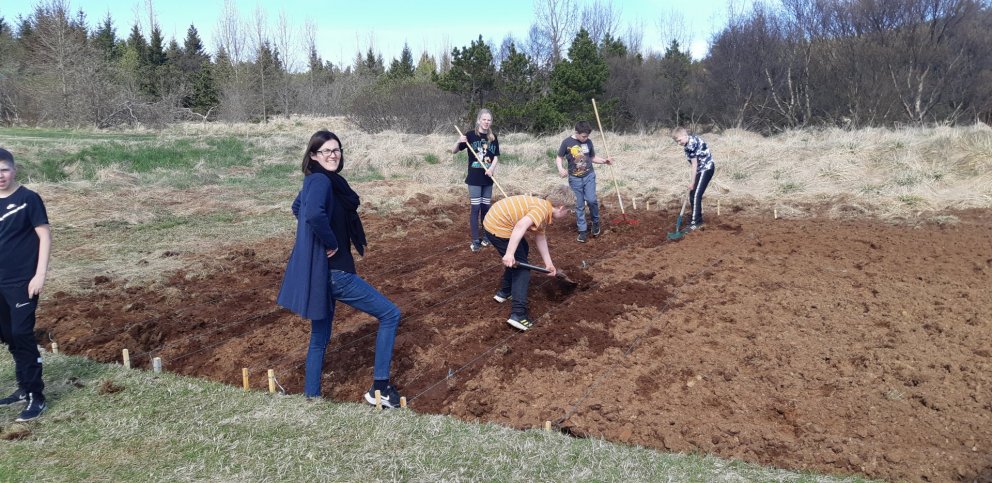 Kartöflugarðurinn tekinn