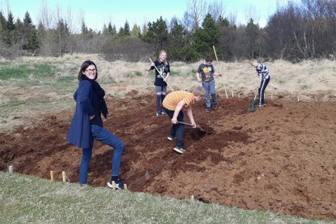 Kartöflugarðurinn tekinn