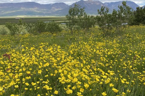 Gulur dagur - fimmtudaginn 14. sept.